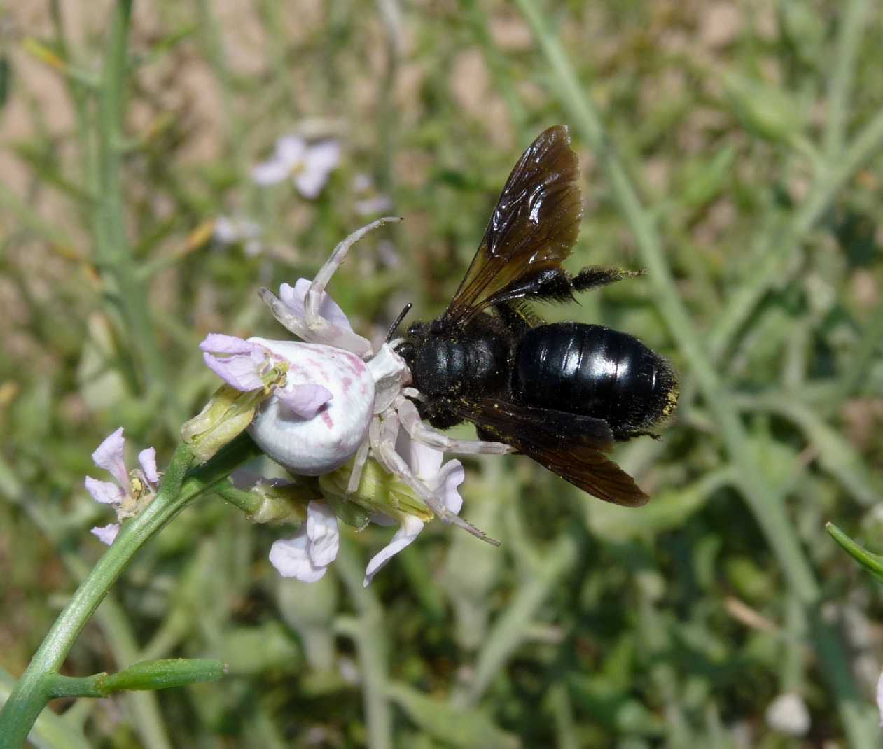 Andrena morio  ♀  predata da Thomisus onustus.